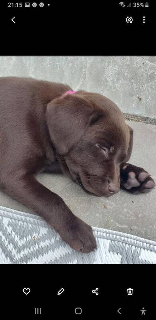 Ready to go NOW KC Registered Chocolate Lab Pups for sale in Beal, North Yorkshire - Image 4