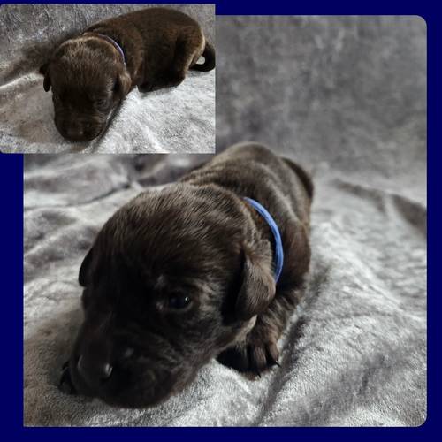 Kc registered chocolate Labrador puppies for sale in Oxford, Oxfordshire - Image 2