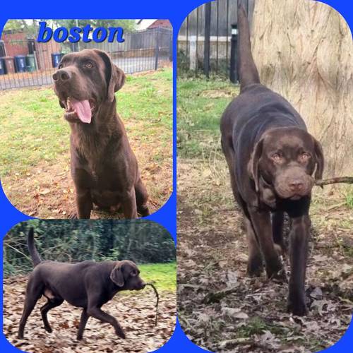 Kc registered chocolate Labrador puppies for sale in Oxford, Oxfordshire - Image 6