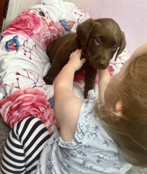 KC registered chocolate Labrador puppies for sale in Goole, East Riding of Yorkshire - Image 1