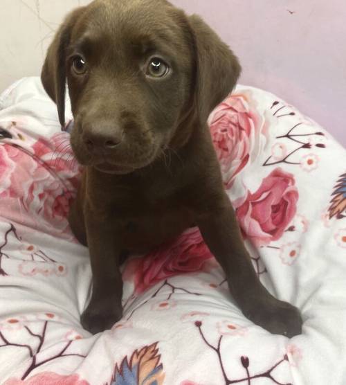 Reduced 600!! KC registered chocolate Labrador puppies for sale in Goole, East Riding of Yorkshire - Image 3