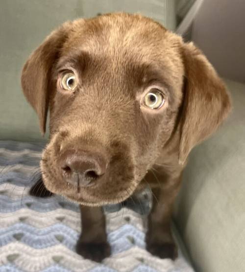 Reduced 500!! KC registered chocolate Labrador puppies for sale in Goole, East Riding of Yorkshire - Image 4