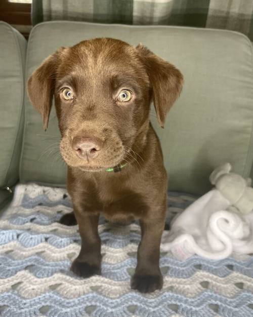 KC registered chocolate Labrador puppies for sale in Goole, East Riding of Yorkshire - Image 5