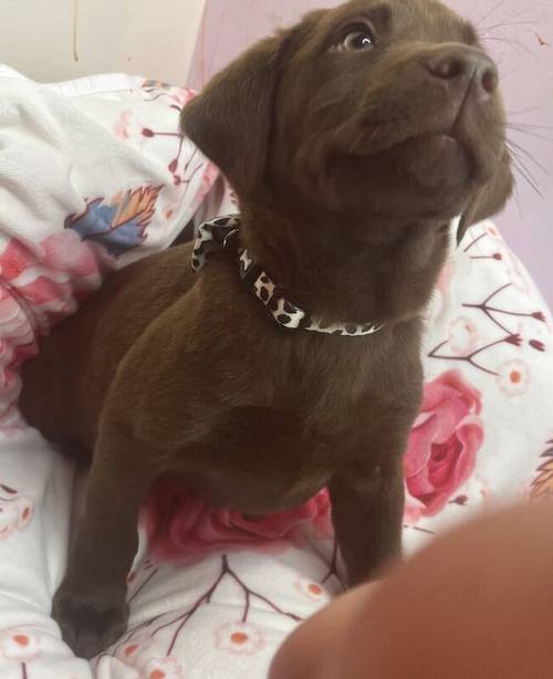 Reduced 500!! KC registered chocolate Labrador puppies for sale in Goole, East Riding of Yorkshire - Image 6