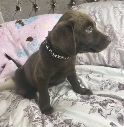 KC registered chocolate Labrador puppies for sale in Goole, East Riding of Yorkshire - Image 7