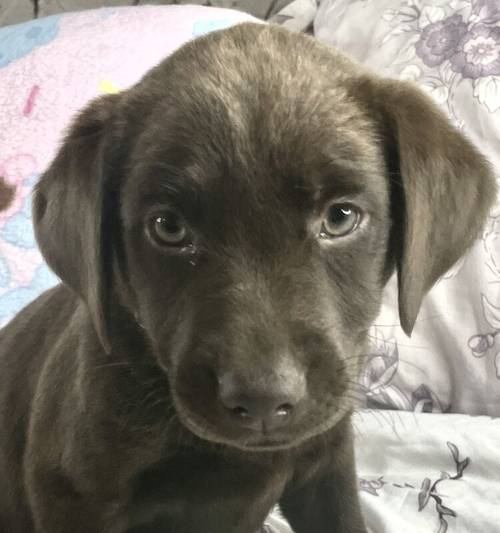 Reduced 600!! KC registered chocolate Labrador puppies for sale in Goole, East Riding of Yorkshire - Image 8