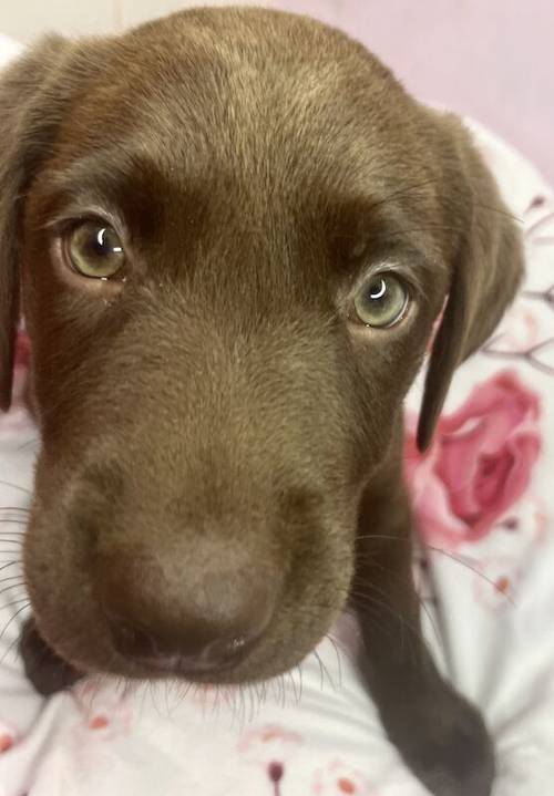 Reduced 600!! KC registered chocolate Labrador puppies for sale in Goole, East Riding of Yorkshire - Image 9