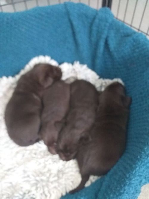 KC Registered Chocolate Labrador Pups for sale in Dn140nd