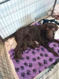 KC Registered Chocolate Labrador Pups for sale in Dn140nd | Image 2