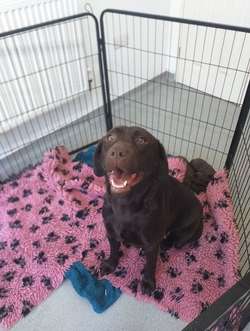 KC Registered Chocolate Labrador Pups for sale in Dn140nd | Image 3