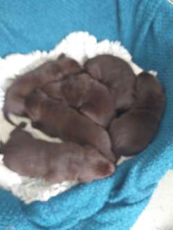 KC Registered Chocolate Labrador Pups for sale in Dn140nd | Image 4