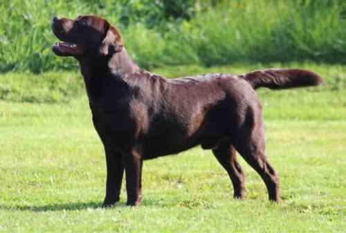 KC Registered Chocolate Labrador Stud for sale in Blackburn, West Lothian