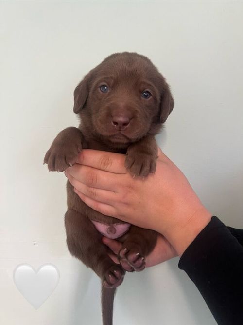 KC registered chocolate Labradors *parents fully health tested DNA/Hip/elbow* for sale in Wisbech, Cambridgeshire