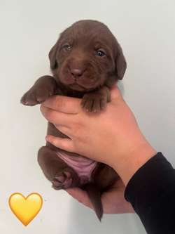 KC registered chocolate Labradors *parents fully health tested DNA/Hip/elbow* for sale in Wisbech, Cambridgeshire | Image 2