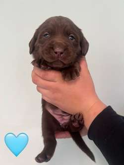 KC registered chocolate Labradors *parents fully health tested DNA/Hip/elbow* for sale in Wisbech, Cambridgeshire | Image 3