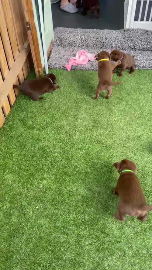 KC registered chocolate Labradors *parents fully health tested DNA/Hip/elbow* for sale in Wisbech, Cambridgeshire