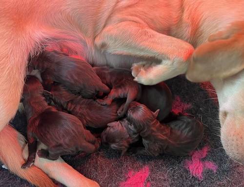 Kc registered chocolate puppies for sale in March, Cambridgeshire - Image 1