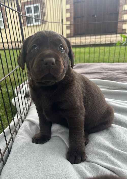 Kc registered chocolate puppies for sale in March, Cambridgeshire