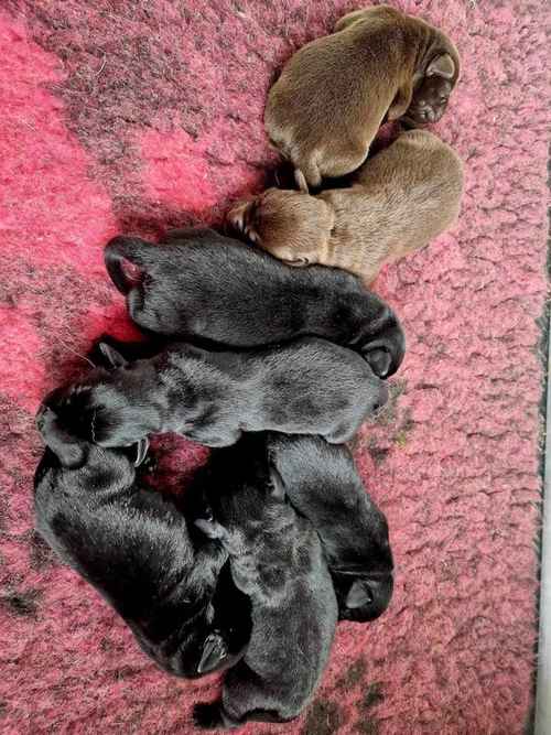 KC Registered chunky pups available for sale in Lanark, South Lanarkshire