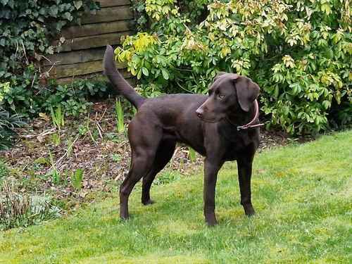 Only 3 girls remaining from our KC Registered Dark Chocolate Labrador Puppies For Sale in Kimbolton, Herefordshire