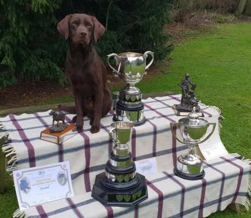 Only 1 girl remaining! from our KC Registered Chocolate Labrador Puppies For Sale in Kimbolton, Herefordshire - Image 2