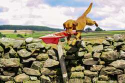 KC Registered Dark Yellow (FOX RED) Stud for sale in Barnard Castle, Durham | Image 2