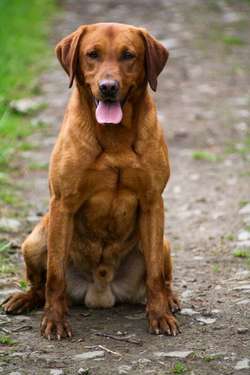 KC Registered Dark Yellow (FOX RED) Stud for sale in Barnard Castle, Durham | Image 3