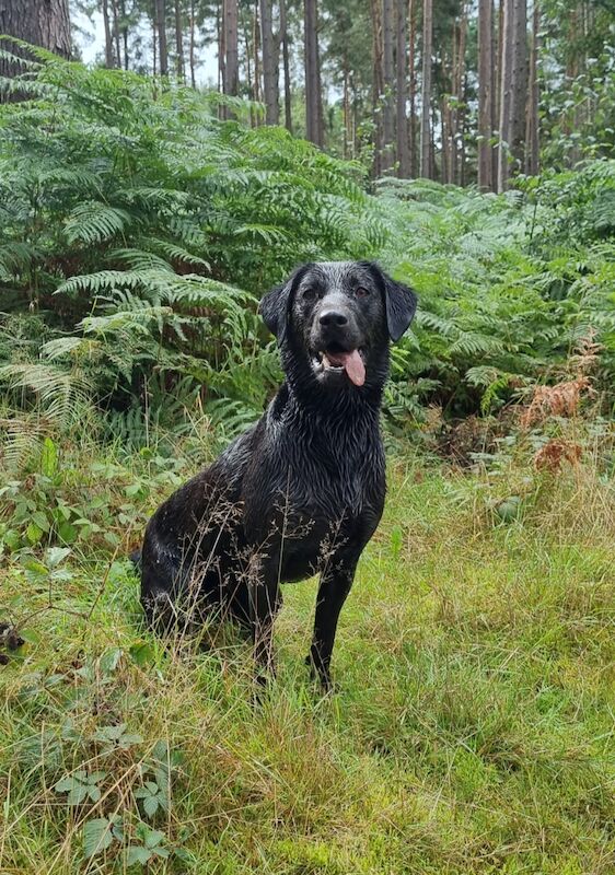 KC REGISTERED (drakeshead) LABRADORS Labrador Retriever Puppies For