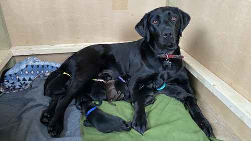 KC registered dual-purpose Labrador for sale in Milngavie, East Dunbartonshire