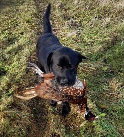 KC registered dual-purpose Labrador for sale in Milngavie, East Dunbartonshire - Image 3