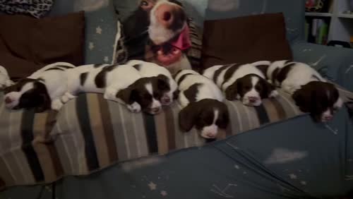 KC Registered English Springer Spaniel Puppies for sale in Thurso, Caithness