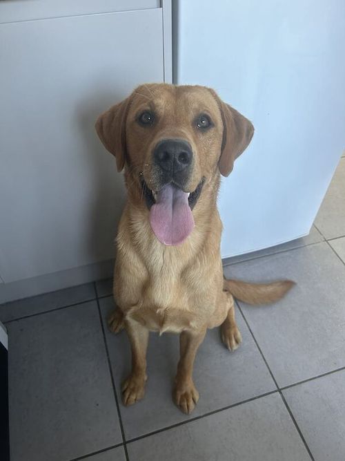 KC registered entire male golden labrador retriever for sale in St Helens, Merseyside