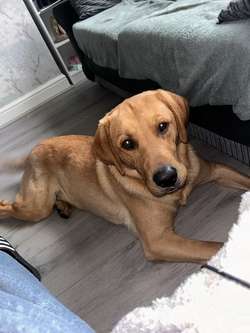 KC registered entire male golden labrador retriever for sale in St Helens, Merseyside | Image 2
