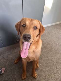 KC registered entire male golden labrador retriever for sale in St Helens, Merseyside | Image 3
