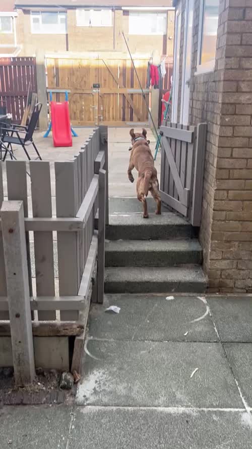KC registered entire male golden labrador retriever for sale in St Helens, Merseyside