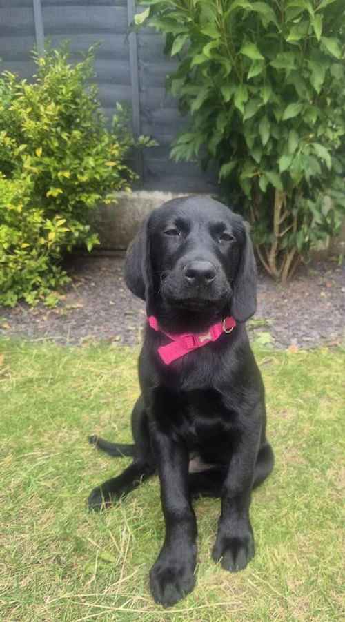 KC Registered Female Lab for sale in Lichfield, Staffordshire