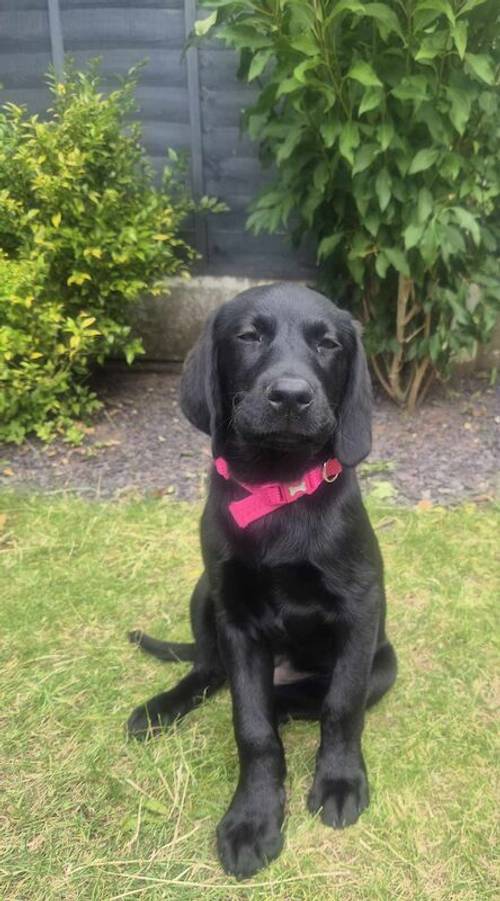 KC Registered Female Lab for sale in Lichfield, Staffordshire - Image 1