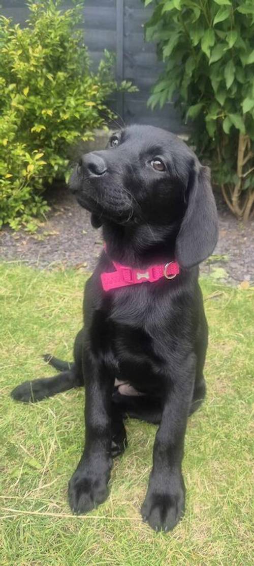 KC Registered Female Lab for sale in Lichfield, Staffordshire - Image 2