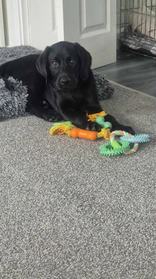 KC Registered Female Lab for sale in Lichfield, Staffordshire - Image 3