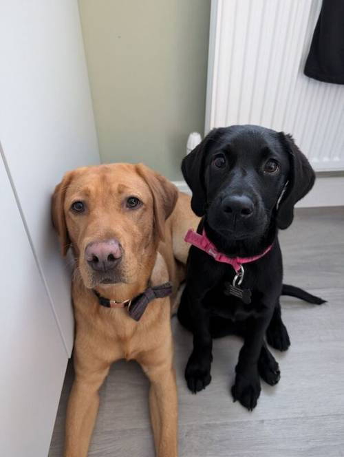 KC Registered Female Lab for sale in Lichfield, Staffordshire - Image 8