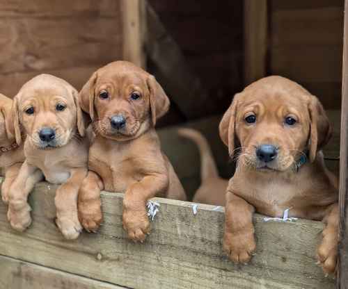 KC registered Fox Red and Golden Labrador puppies for sale in Llandeilo, Carmarthenshire