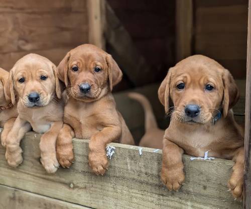 KC registered Fox Red and Golden Labrador puppies for sale in Llandeilo, Carmarthenshire - Image 1