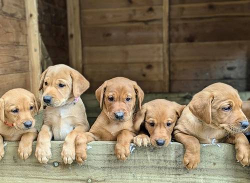 KC registered Fox Red and Golden Labrador puppies for sale in Llandeilo, Carmarthenshire - Image 2