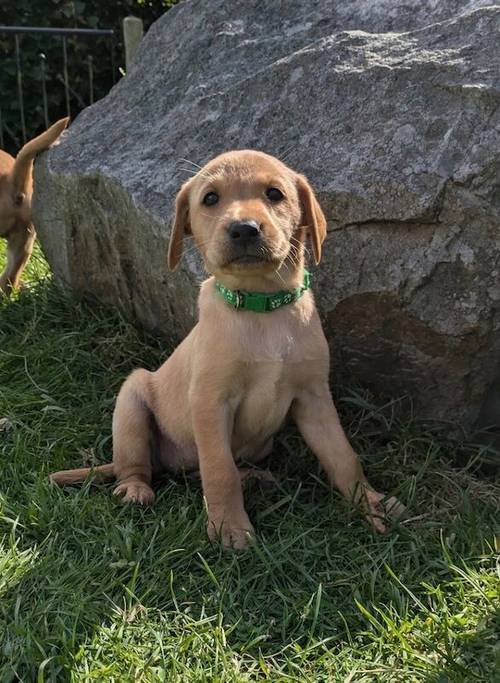 KC registered Fox Red and Golden Labrador puppies for sale in Llandeilo, Carmarthenshire - Image 3