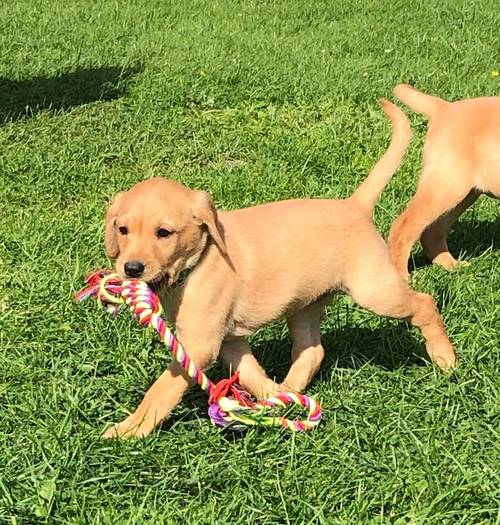 KC registered Fox Red and Golden Labrador puppies for sale in Llandeilo, Carmarthenshire - Image 4