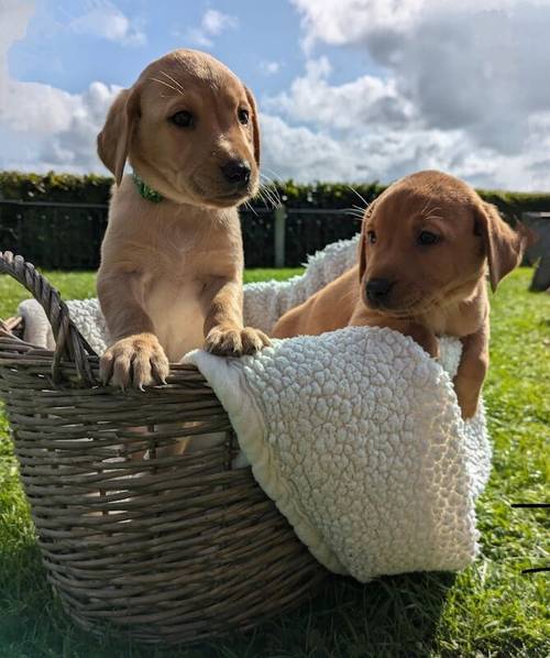 KC registered Fox Red and Golden Labrador puppies for sale in Llandeilo, Carmarthenshire - Image 5