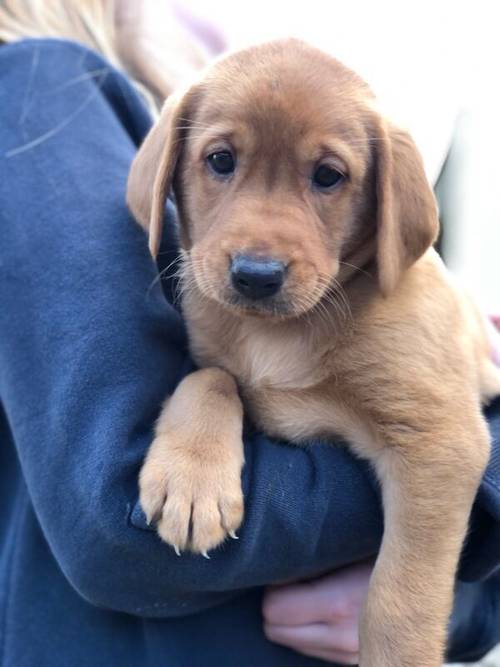 KC registered Fox Red and Golden Labrador puppies for sale in Llandeilo, Carmarthenshire - Image 6