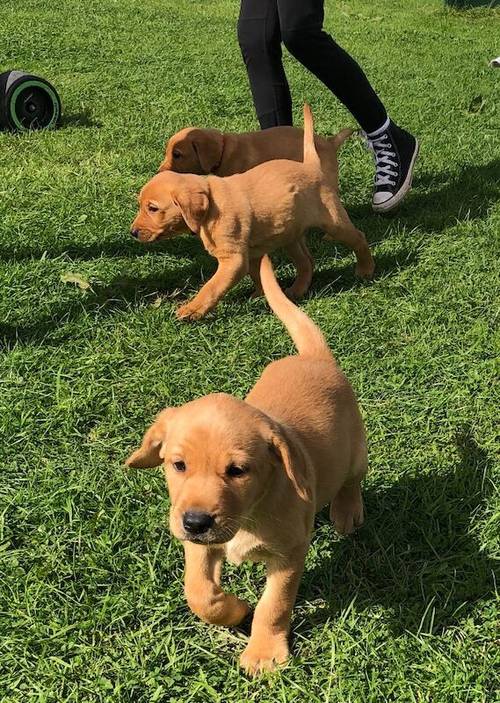 KC registered Fox Red and Golden Labrador puppies for sale in Llandeilo, Carmarthenshire - Image 7