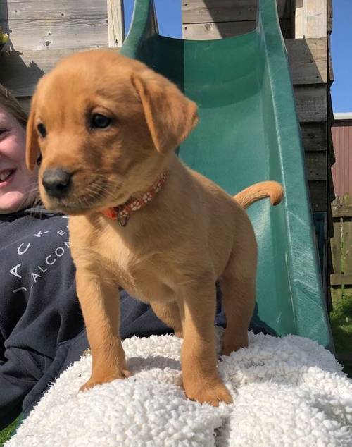 KC registered Fox Red and Golden Labrador puppies for sale in Llandeilo, Carmarthenshire - Image 8