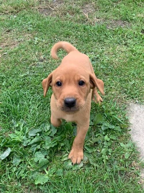 KC registered Fox Red and Golden Labrador puppies for sale in Llandeilo, Carmarthenshire - Image 9